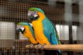 /album/galerie-photos/exposition-d-oiseaux039-jpg/